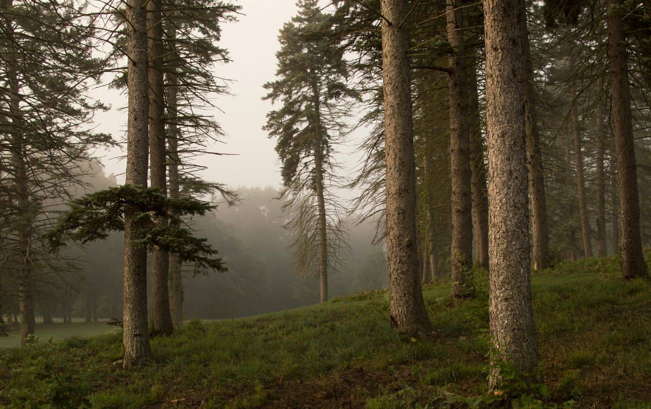 Atmospheric view across Sherwood Forest.