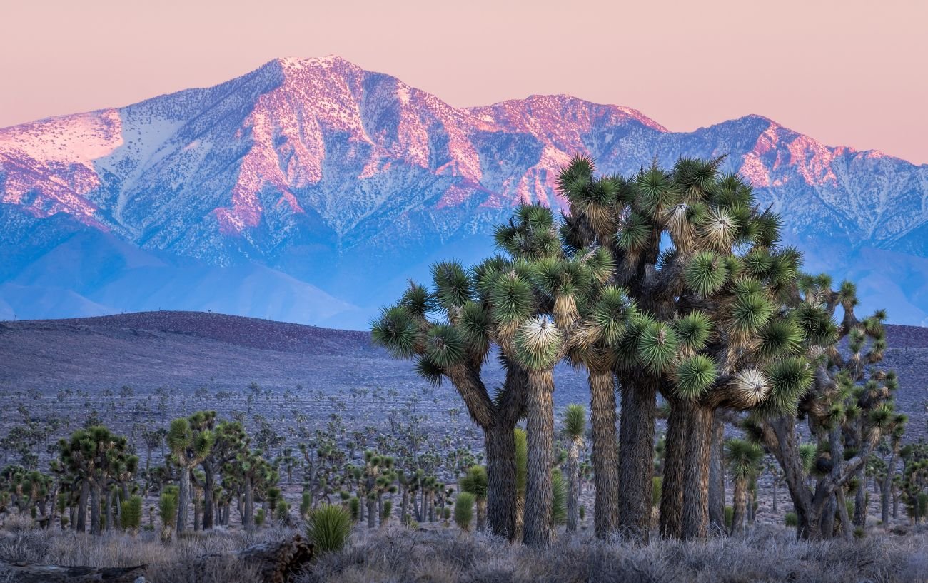 Sunset view of Joshua Tree National Park.