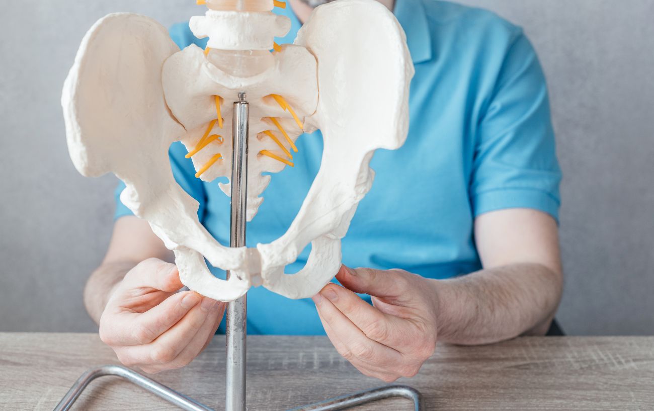 A doctor points out the ischial tuberosities on an anatomic model.