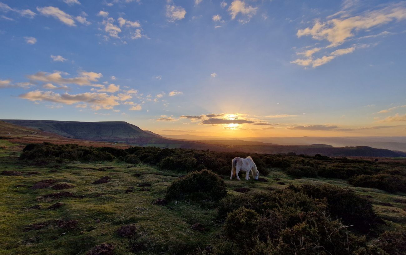 A horse grazes at sunset in the valleys around Gospel Pass.
