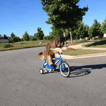 Wits on Wheels: 34 Funny Quotes on Cycling 6