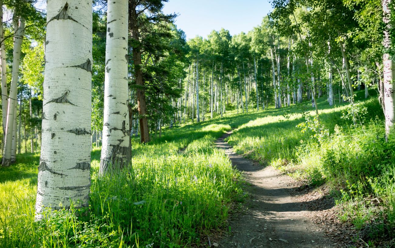 View of a grassy, forested section of the Colorado Trail bike route with white trees lining the track.