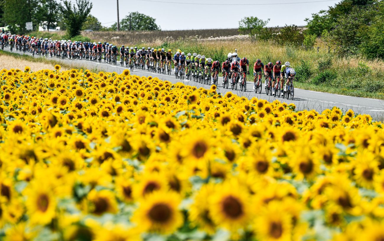 The Tour de France passes by a field of sunflowers on Stage 8.