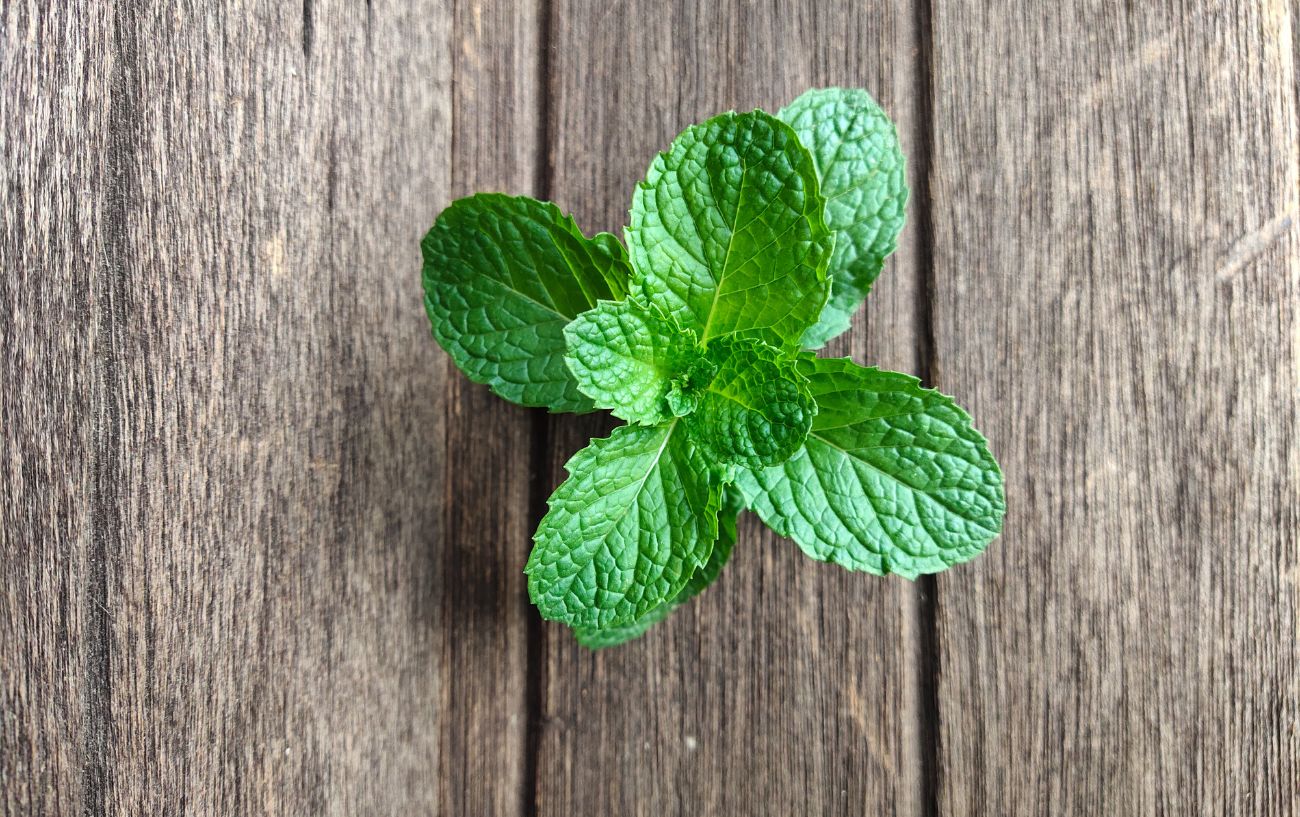 A bunch of green mint leaves with a wooden background.