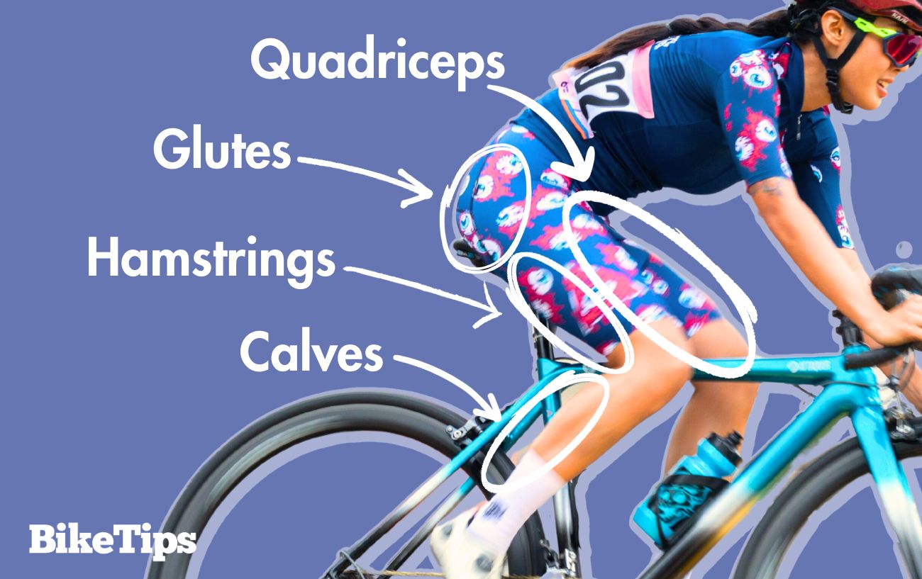 Diagram showing the different leg muscles worked in cycling.